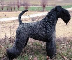 Kerry Blue terrier