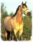 NH Horseback Riding