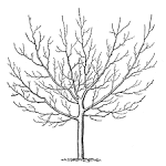 The Graphics Fairy LLC*: Vintage Clip Art - Winter Trees