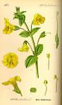 File:Illustration <b>Mimulus</b>