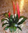 File:Vriesia <b>Bromeliaceae</b>.png