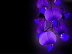 Blue orchid