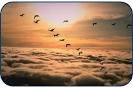 Debbi's Blog: Geese...