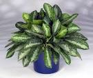 Aglaonema – Aglaonema spp: Plantas Rústicas | Flores - Cultura Mix