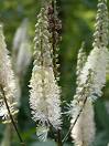 <b>CIMICIFUGA</b> RACEMOSA