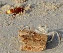 Oriental HORNETS attack Ghost Crab in Oman | What's That Bug?