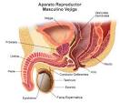 Aparato reproductor masculino | Imagen para el diagnóstico Clínico