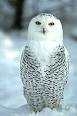 Paul Asimow's SNOWY OWL page