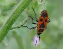 Chinche roja o de las malvas (Pyrrhocoris apterus)
