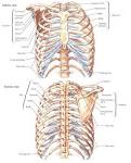 looking at the <b>thorax</b> but