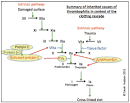 <b>Protein C deficiency</b>; <b>Protein</b>