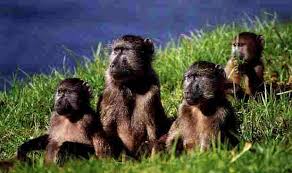 Female Baboons, Mes Amours