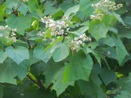 Image result for "Kydia calycina" OR "Hibiscus roxburghianus" OR "Kydia fraterna" OR "Kydia paterna" OR "Kydia pulverulenta" OR "Kydia roxburghiana"