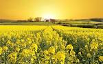 Yellow Field, field, flowers, grass, house, landscape, nature ...