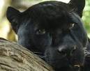 Panther (Panthera pardus, Panthera onca ) - Animals - A-Z Animals.
