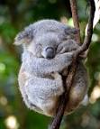 Pronuncia di koala