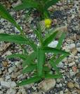 <b>Crotalaria</b> sagittalis plant