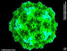 <b>Feline Panleukopenia</b> Virus