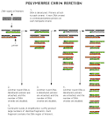 <b>Polymerase Chain Reaction</b> (<b>PCR</b>