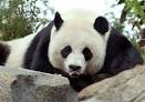 Week-old panda cub dies in US zoo (