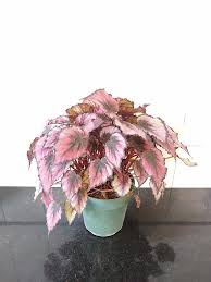 Image result for Begonia crinita