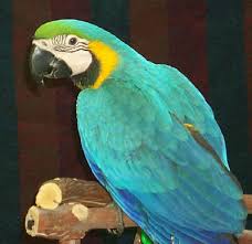 بغبغاء المكاو Macaw parrot Images?q=tbn:ANd9GcRVtrOx_jGYOfVslYLut3tFLETa965rDEJ4BJInfEc5KJctm1_utA