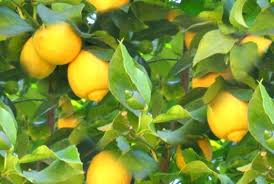 مفاجأة: الليمون أقوى علاج للسرطان Images?q=tbn:ANd9GcRW-2AyaIascIm_C-p_gBycWiWTFUPsXrmbmWb_6p_o812Nj-Um&t=1