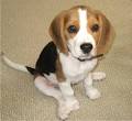 Beagle, Beagles, Breed