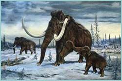 deciden clonar mamut en Rusia... Images?q=tbn:ANd9GcRWphflvWo2ZG5bTutgSB8TgfRlJbOqxBKIzkCIcaXTiU55x-W5