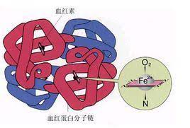 Image result for 尿: 高铁血红蛋白 增加