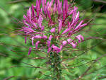File:<b>Cleome</b> spinosa.jpg - Wikimedia Commons