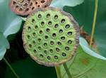 File:<b>Nelumbo</b> nucifera5.jpg
