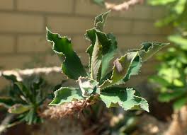 Image result for "Euphorbia biselegans"