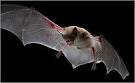 BATS Perish, and No One Knows Why - New York Times