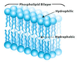 Lipid Bilayer