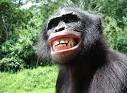 Bonobos "Red in Tooth and Claw