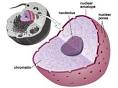 The <b>nuclear envelope</b> of