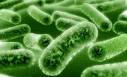 What Is Listeria? | Care2 Healthy Living
