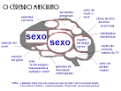 Cérebro masculino - Biologia - Humor - Cérebro Masculino -