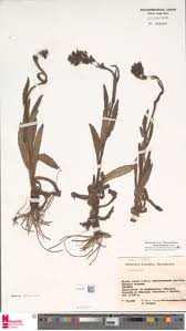 Image result for "Hieracium roseum"