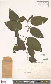 Image result for "Acalypha mapirensis"