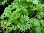 <b>Petroselinum</b> crispum.jpg