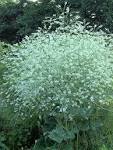 File:<b>Crambe</b> cordifolia <b>plant</b>