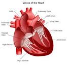 <b>Heart Valve Diseases</b>