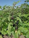 <b>Solanum melongena</b> L. - Garden