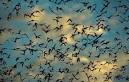 Amazing BATS of Bracken Caves -- National Geographic Kids