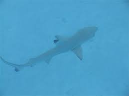 Bébé requin :: Poissons :: Lankanfinolhu :: Atoll de Malé Nord ... - pt42081