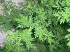 Taxon name: <b>Artemisia</b> annua