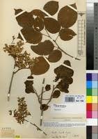 Image result for Pterocarpus floribundus