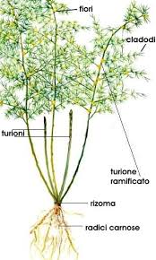 asparago selvatico